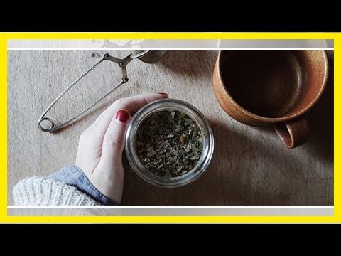 Moringa-Tee: Anwendung, Wirkung und wie du ihn zubereitest