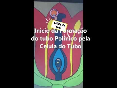 Formação do Tubo Polinico