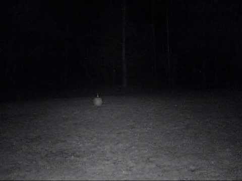 Massachusetts Trail Cam - Doe - 12/14/11 11:27 PM