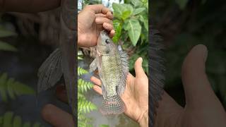 Download lagu My first experience was being told about a fishing spot by a farmer and I immediately caught a bi... mp3 Download lagu My first experience was being told about a fishing spot by a farmer and I immediately caught a bi... mp3