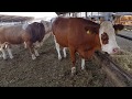 Bulls Cows Best Farming New Bulls Meet Cows First Time 22