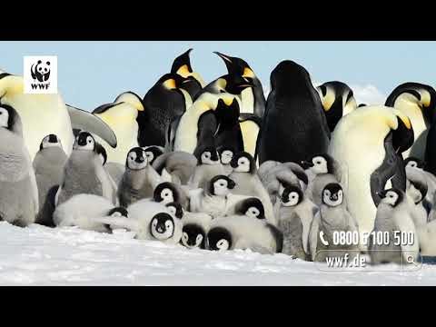 WWF-TV-Spot: Generation