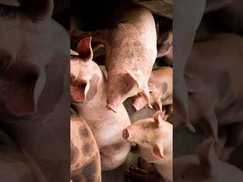 , title : '!Mucha precaución al comer carne de cerdo! | Triquinosis "Trichinella Spiralis"'
