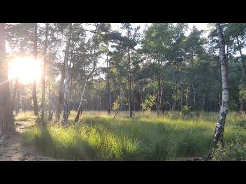 Moor Erlebnispfad Resse