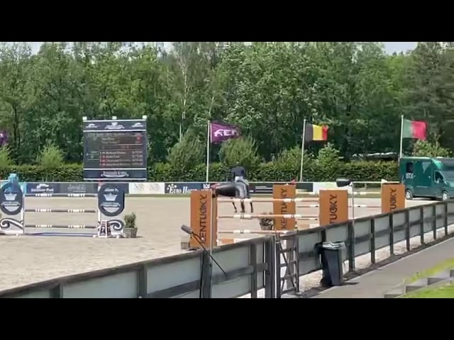 Half-brother Quel Torreo T (Jump. 1m50)