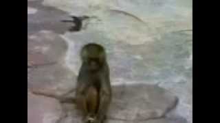 رد فعل القرد بعد ما شاف نفسه . مقاطع مضحكه