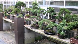 preview picture of video 'Plant City Bonsai April 2012'