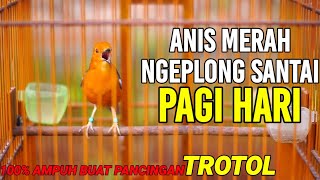 Download lagu ANIS MERAH NGEPLONG SANTAI DI PAGI HARI || PANCINGAN GACOR ANIS MERAH mp3 Download lagu ANIS MERAH NGEPLONG SANTAI DI PAGI HARI || PANCINGAN GACOR ANIS MERAH mp3