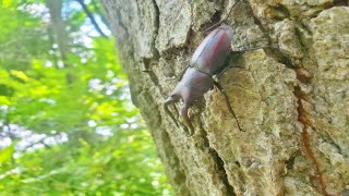 クワガタは見たいけど熊には勝てないおじさん二匹【2025年 カブトムシ クワガタ採集】