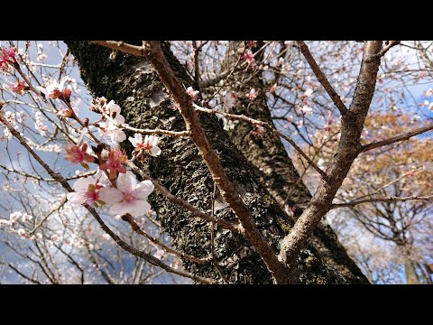 冬桜、彼岸桜 植物