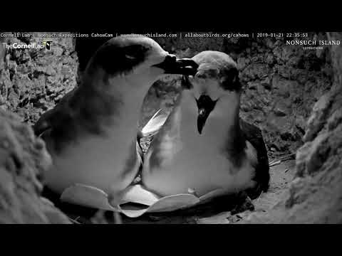 Bermuda Petrels  Reuinte After Female Returns – Jan. 21, 2019
