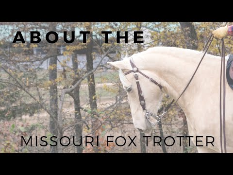 About the Missouri Fox Trotter | Gaited Horse Breeds | DiscoverTheHorse