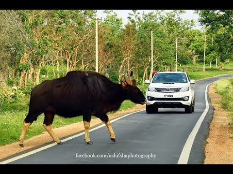 Worlds Biggest Wild Cattle. Indian Gaur