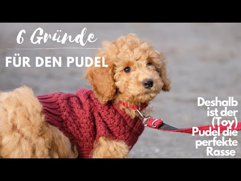 6 reasons for a (toy) poodle | Advantages of the poodle