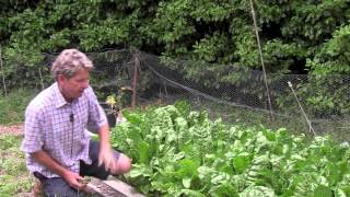 SIMPLE EASY NO DIG   SPINACH UPDATE