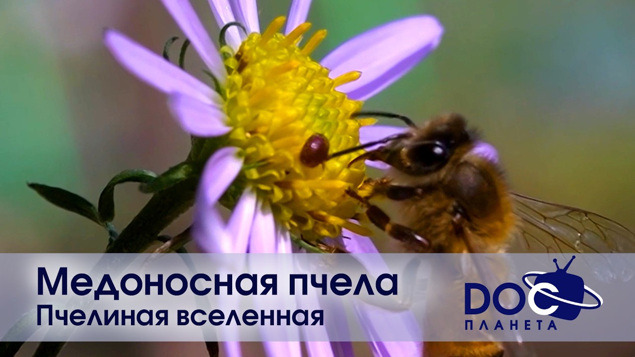 Медоносная пчела - Часть1.Пчелиная вселенная - Документальный фильм