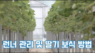 딸기 런너작업 과 딸기 보식하는 방법? 탄저병? 위황병? 짝잎?? 죽어?? 보식 방법만 이해하면…