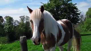 preview picture of video 'Horse In Field Outside Scone By Perth Perthshire Scotland'