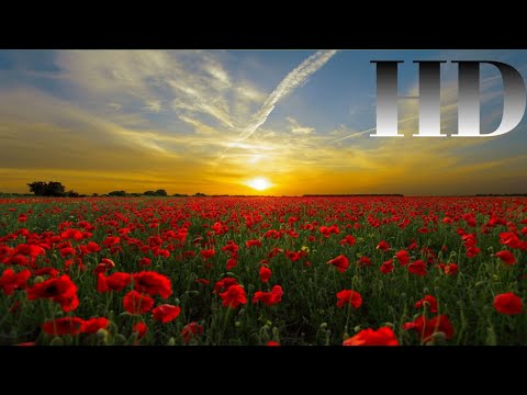 #flowers #relaxing Amazing Colors of Spring Flowers and Fall Leaves - 4K Nature Relax Video relaxing