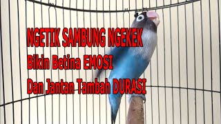 Download lagu TERAPI LOVEBIRD NGETIK SAMBUNG NGEKEK-COCOK UNTUK TERAPI LOVEBIRD LOMBA mp3