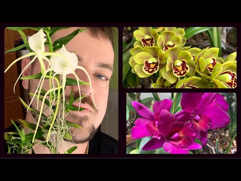 Orchid Collection Update