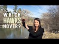 3 Helpful Flight Patterns of Hawks.