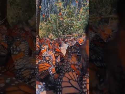 just butterfly and butterfly 🧚‍♀️#Sudeshna's world