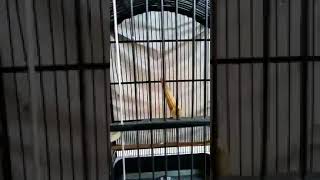 Download lagu Cendet situbondo mp3 Download lagu Cendet situbondo mp3