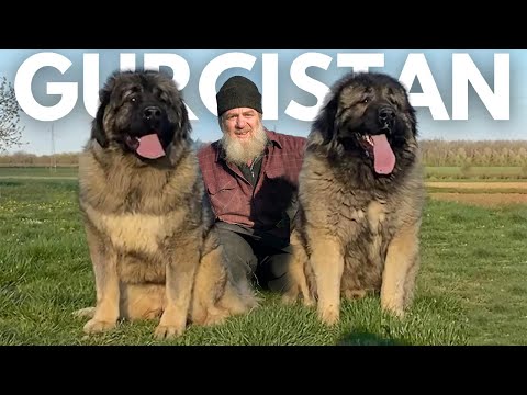 , title : 'PAPAZ YAKUP’UN EFSANE KÖPEK ÇİFTLİĞİ ~ GÜRCİSTAN MİLLİ KÖPEĞİ NAGAZI #georgia #dogs'