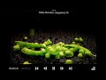 Baby Newton Remake Peas