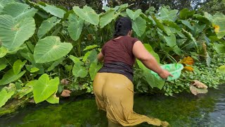 Download lagu menu istimewa ! ikan kakap merah bakar , makan di tepi sungai sambil menikmati pesona alam pedesaan mp3 Download lagu menu istimewa ! ikan kakap merah bakar , makan di tepi sungai sambil menikmati pesona alam pedesaan mp3