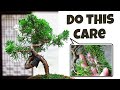 This is Why and How You Pinch Shimpaku Juniper Bonsai: A Complete Guide
