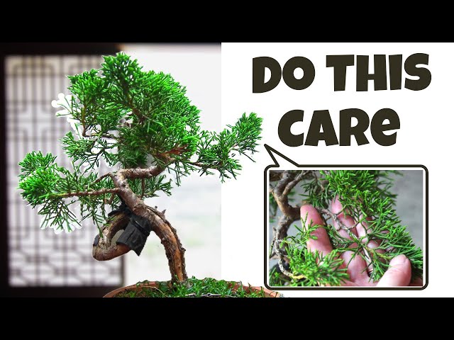 This is Why and How You Pinch Shimpaku Juniper Bonsai: A Complete Guide