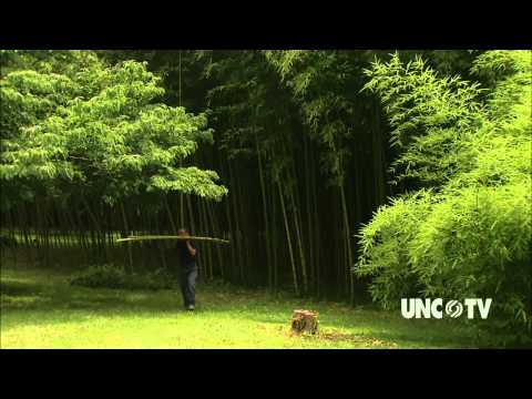 download lagu mp3 mp4 Growing Bamboo In South Africa, download lagu Growing Bamboo In South Africa gratis, unduh video klip Growing Bamboo In South Africa