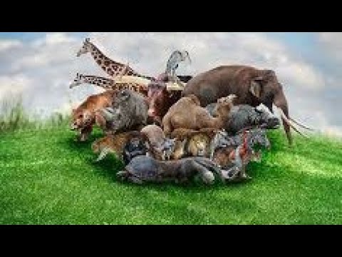 Beautiful Family Animals: Cat, Horse, Cow, Tiger, cheetah, dog, Chicken, Duck - Farm Animal Sounds