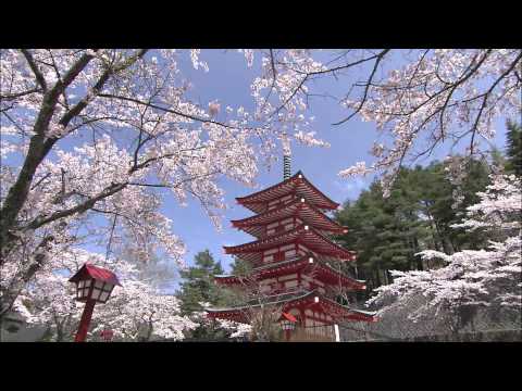 新倉山浅間公園の桜（フルHD映像）
