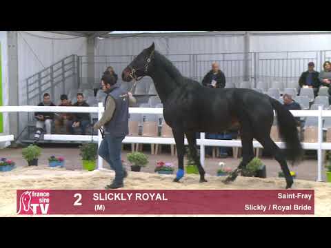 2 - Slickly Royal - Slickly / Royal Bride - Haras de Saint-Fray