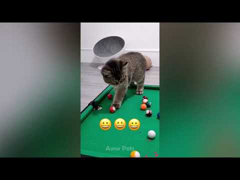 Funny Pets Reaction To Toy   😹Try not To Laugh  Aww Pets