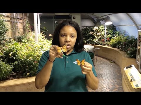 Butterfly Adaptations- How They Come by Their Colors ft. Smithsonian Experts