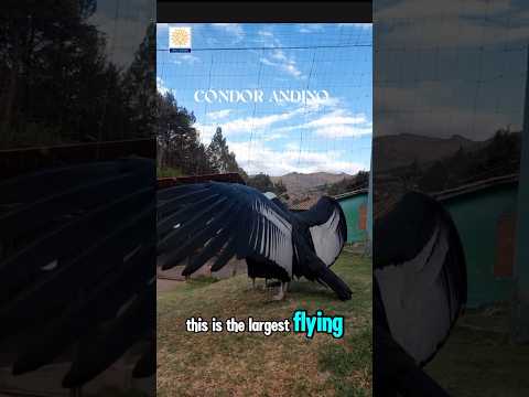 The largest Bird in Americas! | Andean condor