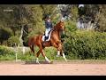 Hongre - Hanovrien - 5 ans - Dressage - France