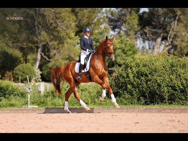 Hongre - Hanovrien - 5 ans - Dressage - France