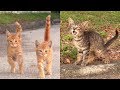3 Kittens Meow To Stranger For Help