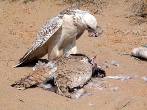 صيد طائر الشاهين بطريقة ذكية