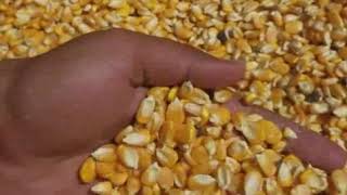 preview picture of video 'Yello maize animal feed'