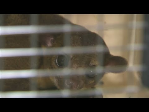 Exotic animal found in South Florida woman's attic