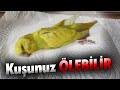 Kuruma Hastalığı Tedavisi Muhabbet Kuşu Kuruma Hastalığı Belirtileri