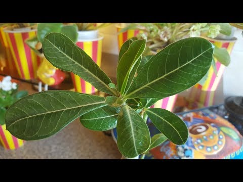 Адениум и цитокининовая паста