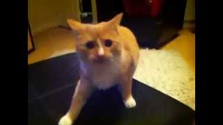 Bad tempered cat