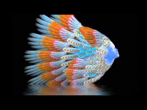 1138 Xamanica - Los Caballeros - Vienen Bajando Las Llamitas